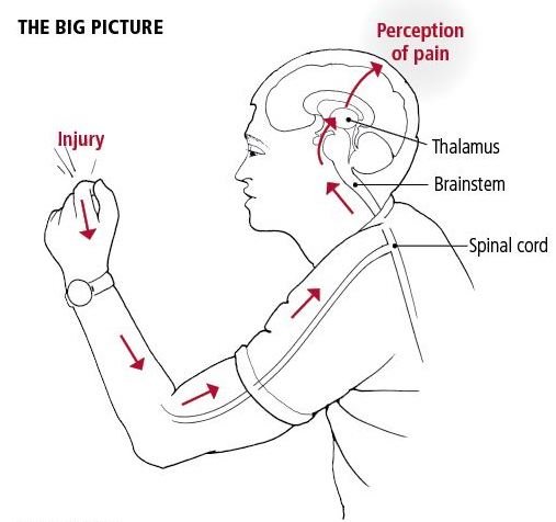 How does pain work